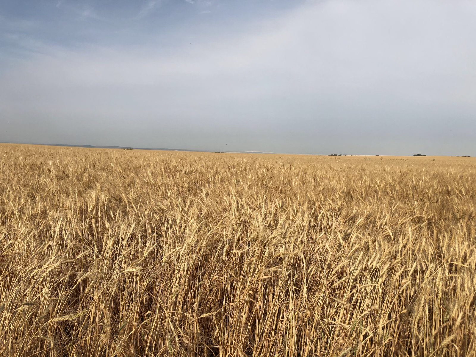 A photo of a field and blue sky in Alberta.