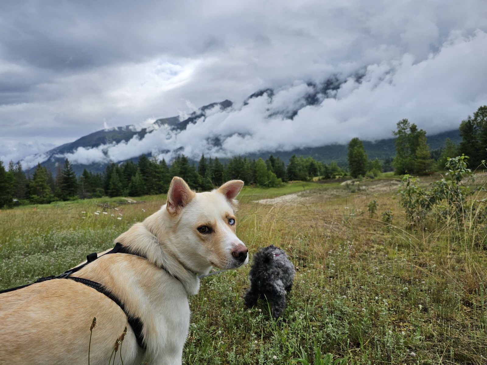 A photo of two dogs in nature.